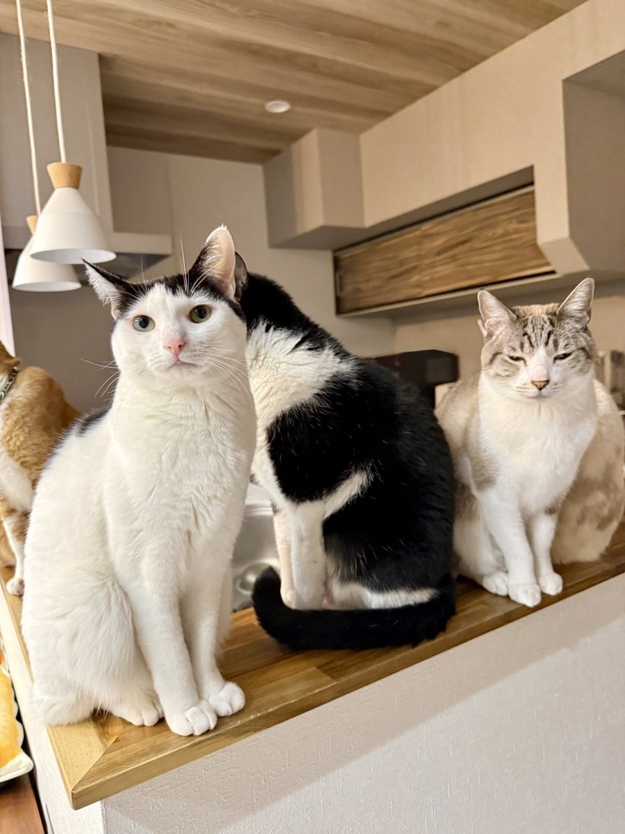 ふー 今日もネコ達が最高にかわいい。 昨日も明日も、未来永劫