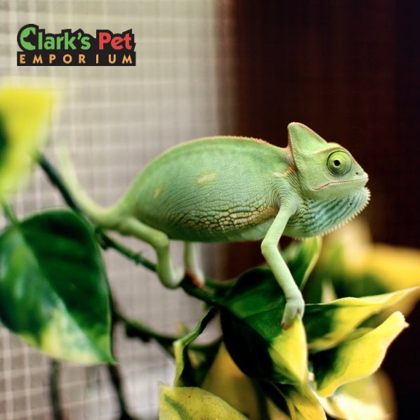 👀 Ever wander the aisles just to see what’s new? You might find your pet’s next favorite thing. Come explore Clark’s Pet Emporium &amp; get inspired!

#ClarksPets #abqpets #abq