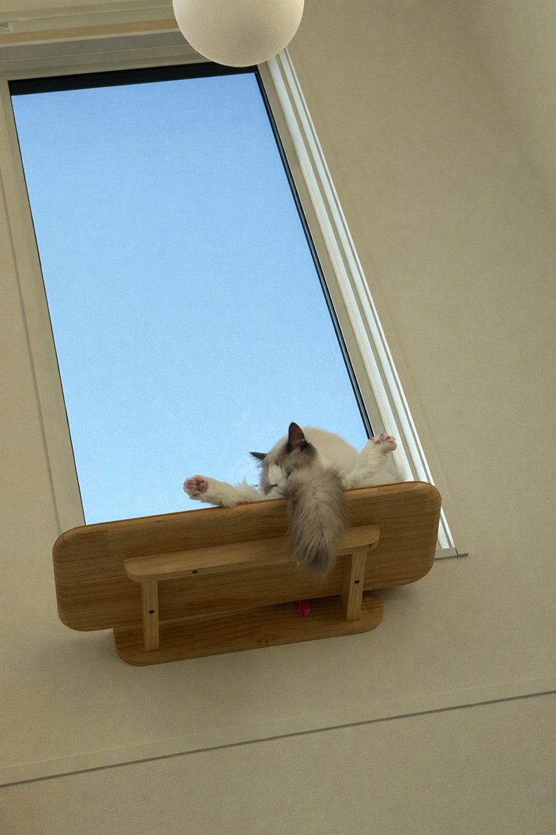 Ranranchqn's tweet photo. サロン後のウーチャン😇
#猫好きさんと繋がりたい https://t.co/JbTEZZfwny
