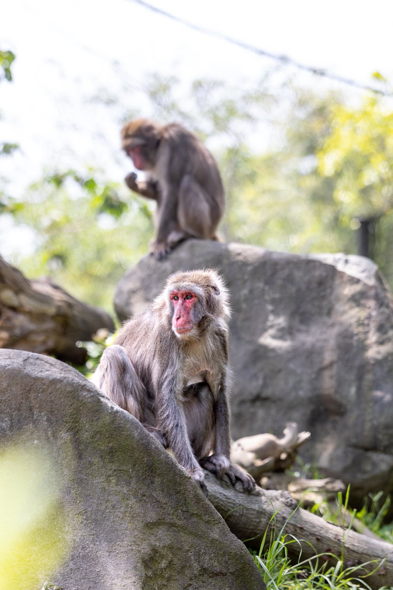 前に動物園へ行って撮った写真。
カメラが好きになると目的が逆転する。
「どこかに行ったついでに写真を撮る」ではなく、
「写真を撮りたいから、そこへ行く」という行動に変わっていく📸

どこに視点を置くかで、同じ行動でも意味は別物になる。
向き合い方ひとつで、日常も仕事も違って見えてくる。