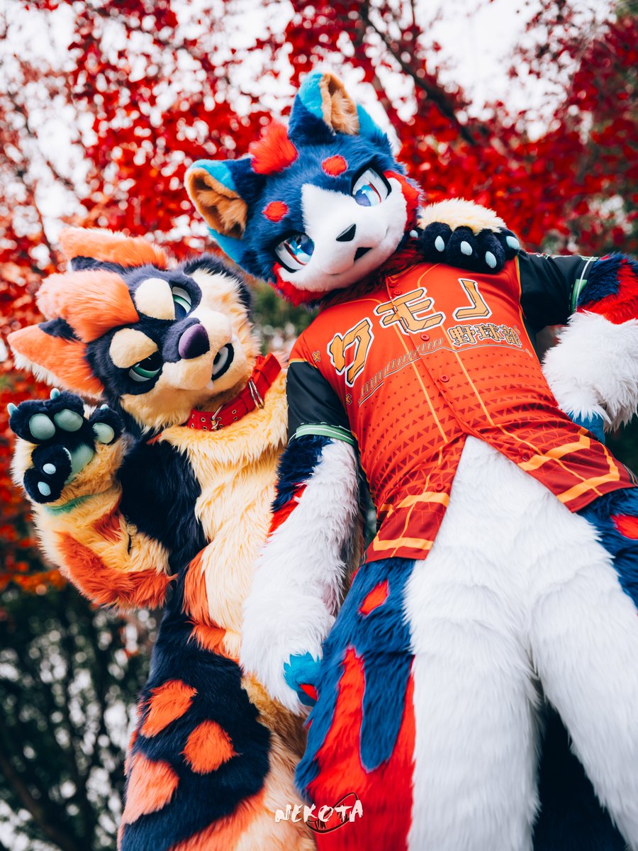 LearTetos's tweet photo. 灿烂光色，璀璨双犬~

拍摄:@hinekota

友情出镜：@FurryTsuha

#FURSUITFRIDAY# https://t.co/c6kLQL5oZ8