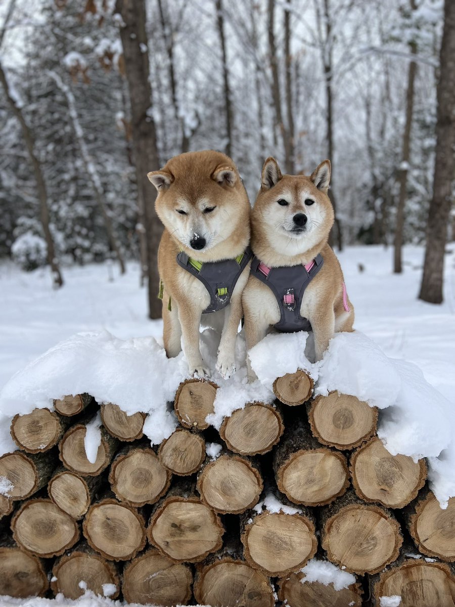 ゆず9🐾ぽんず5🐾 (@jajagi7jajagi) / Posts / X