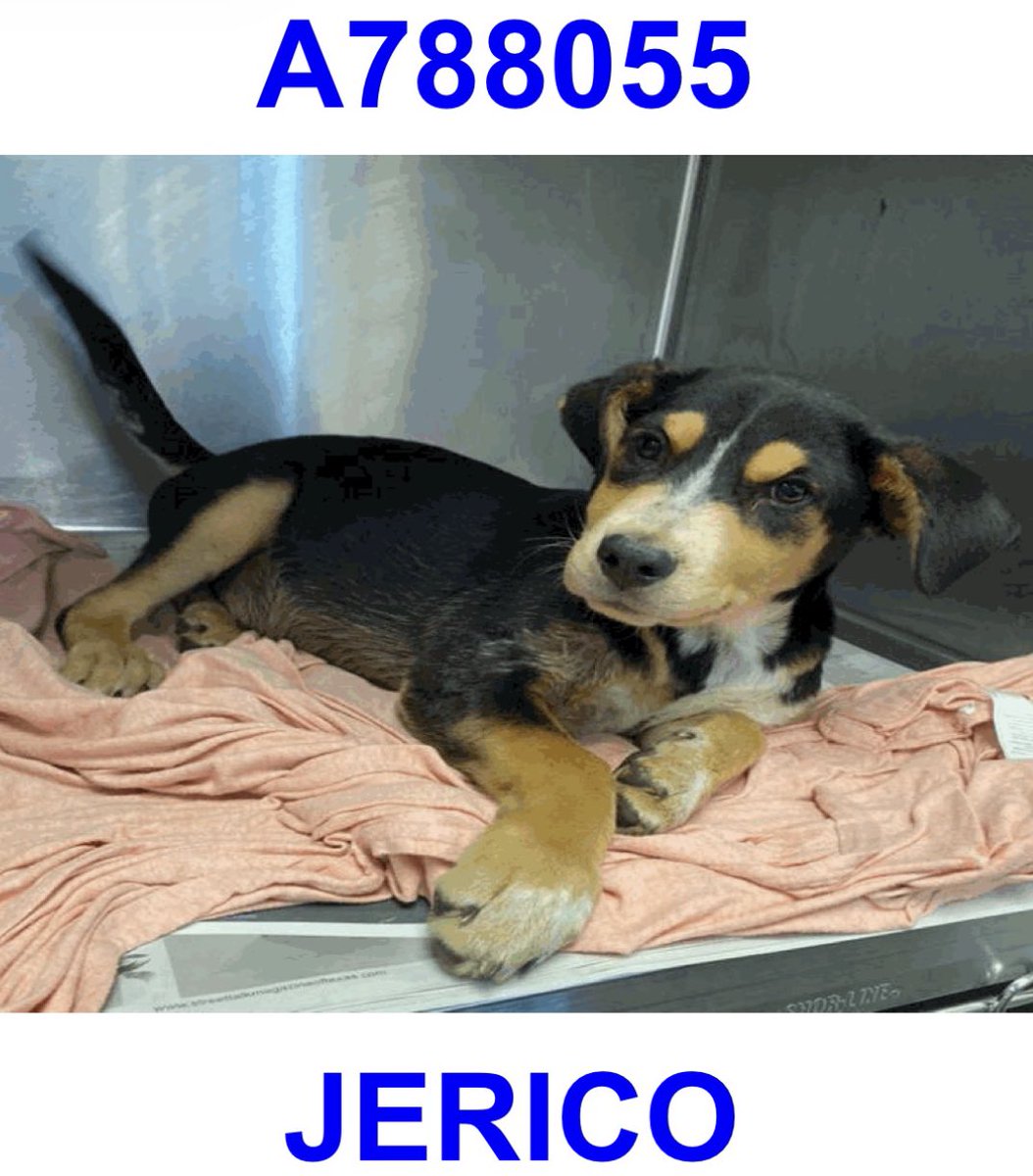 🆘 INJURED 4 MTHS OLD DOG PUPPY IS BEING KILLED ANY TIME BY #SANANTONIO ACS #TEXAS AFTER 30+ DAYS‼️ 

JERICO 💛#A788055
⚠️Due Out Date 12.18

🚨vocalizes in pain💔
🩻bilaterally fxed humerus, abscess near R humeral fx, unabel to bear weight on forelimbs, CIRD/kennel cough
#PLEDGE
