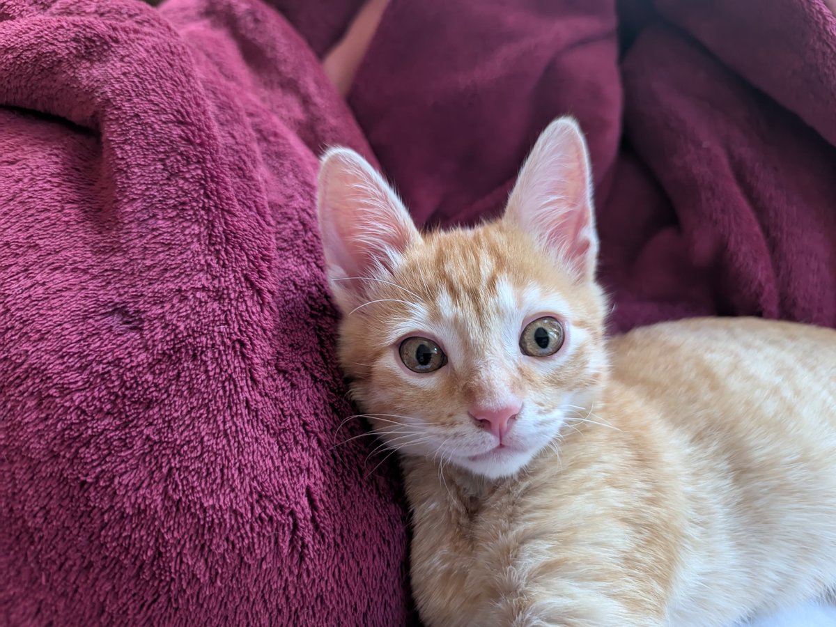 muito obrigado tweet media