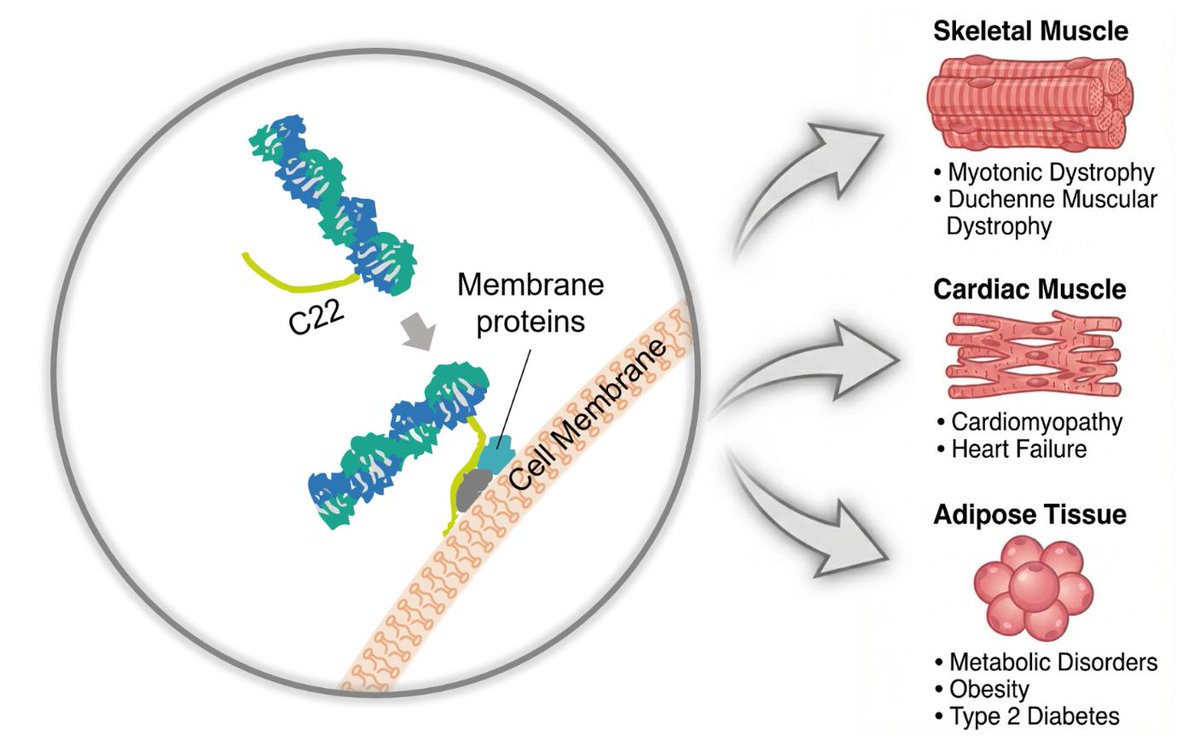 Creative Biogene's 2'-O-C22(2'-O-docosyl)-siRNA Conjugation Platform enables extrahepatic RNAi delivery by leveraging long-chain lipid modification. integraterna.creative-biogene.com/2-o-c22-sirna-…
