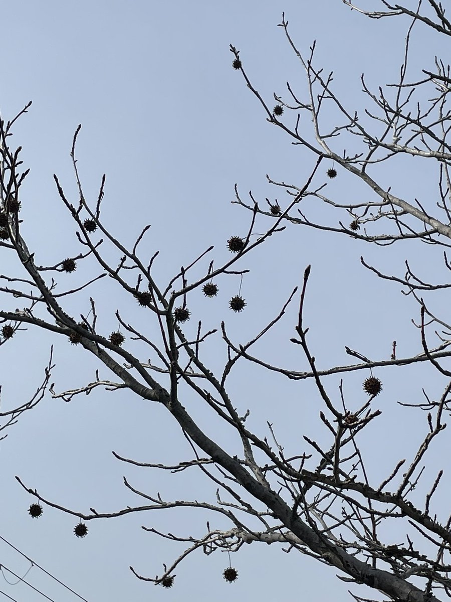 ウニの木見つけた 