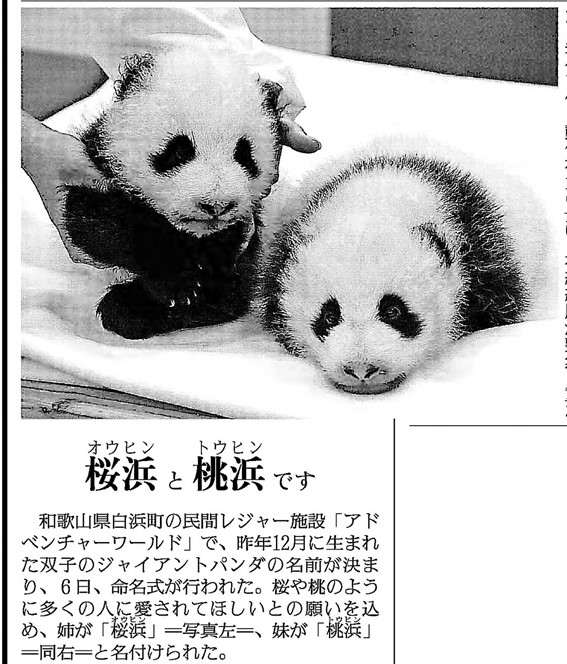 紀伊民報連載　ありがとうパンダ ありがとう パンダファミリー！ラスト「パンダダイアリー 2000ｰ2025