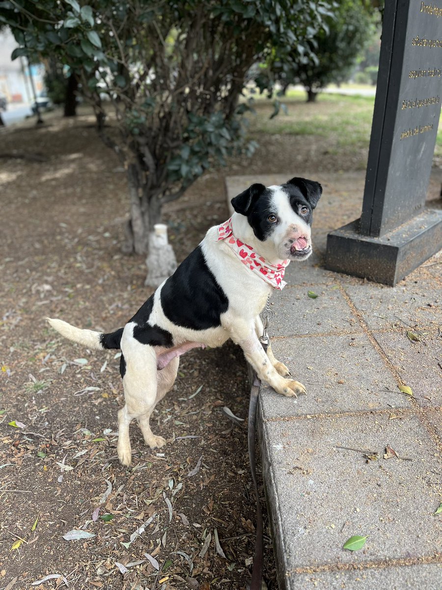 La ternura y belleza hecha perrita.🩷