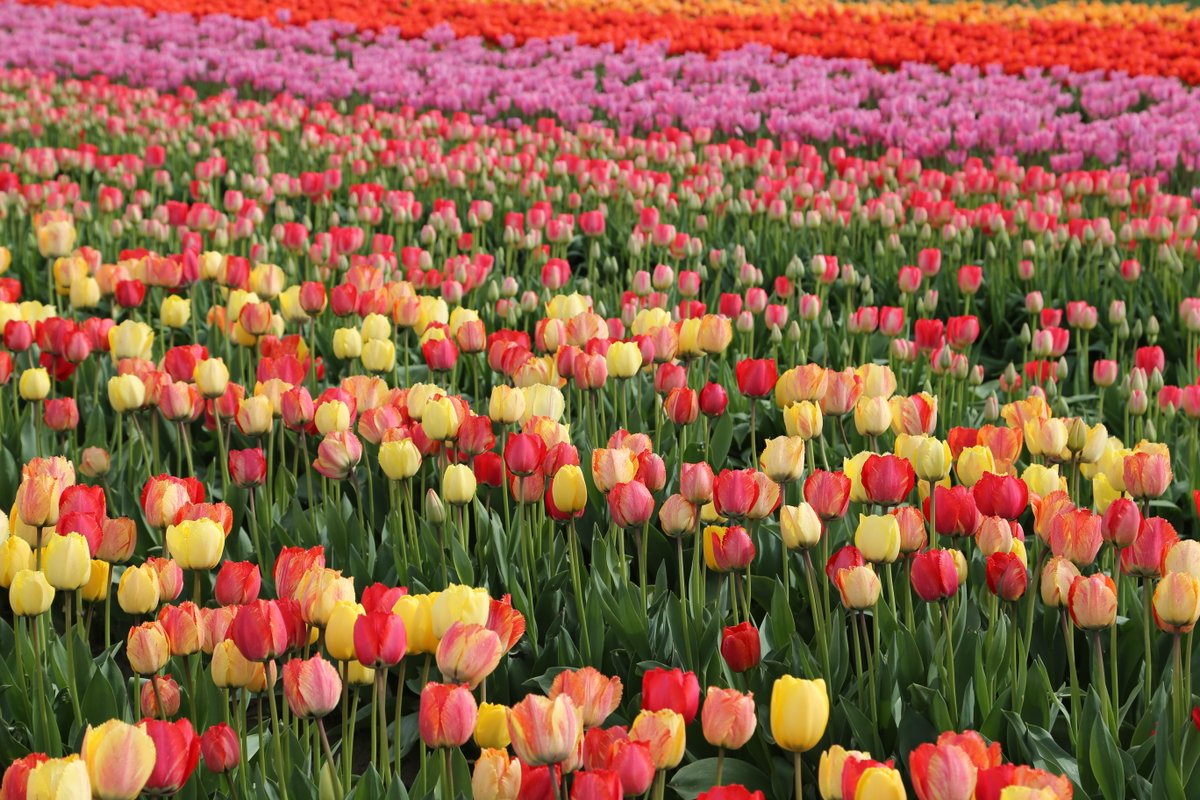 visitskagit's tweet photo. In two and a half months, Skagit Valley will look like this 🌷🌞✨ 
Tulip season is right around the corner..be sure to plan ahead and book your stay now! 

Head to the link in bio under "stay" for lodging options! 
https://t.co/NojSR3MyC9 https://t.co/Rbitpq3m39