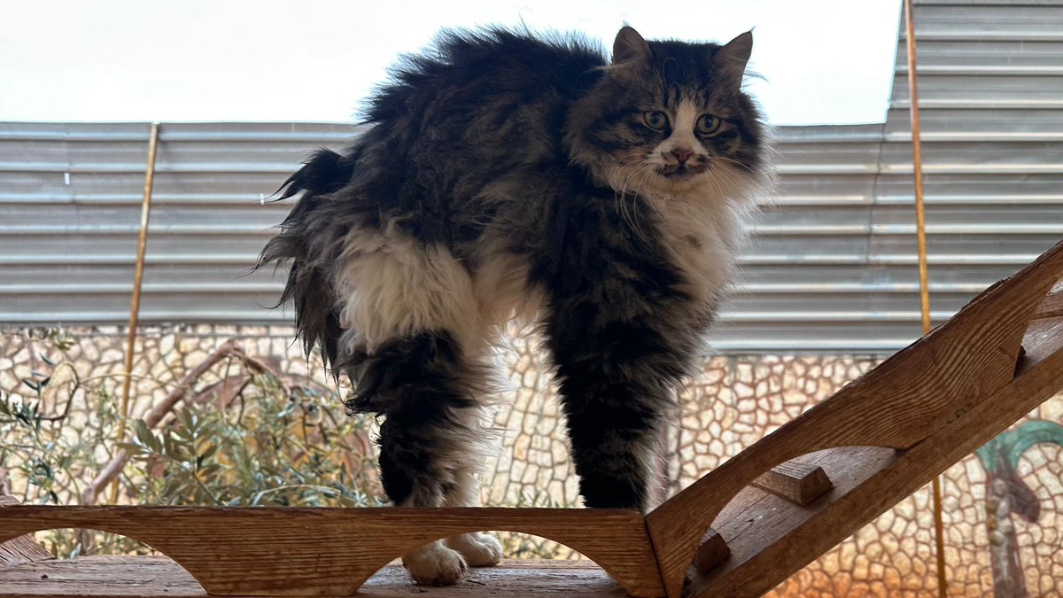 Dear friends of Ernesto, recently some friends have asked us some questions and this made us think that perhaps the time has come for a little update and explanations on the situation in Syria. As you know the war is currently concentrated in some areas. There is fighting and