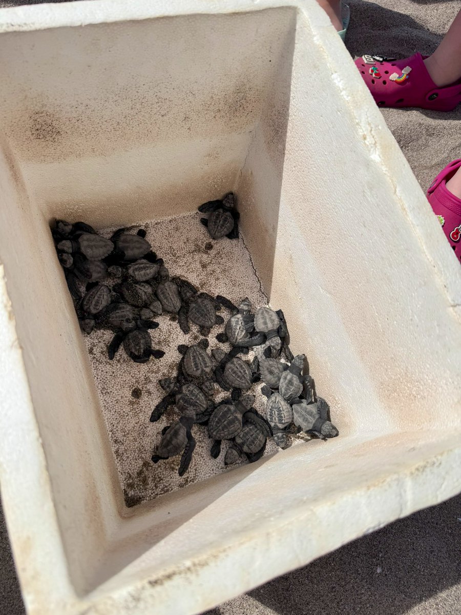 Mark McLean tweet media