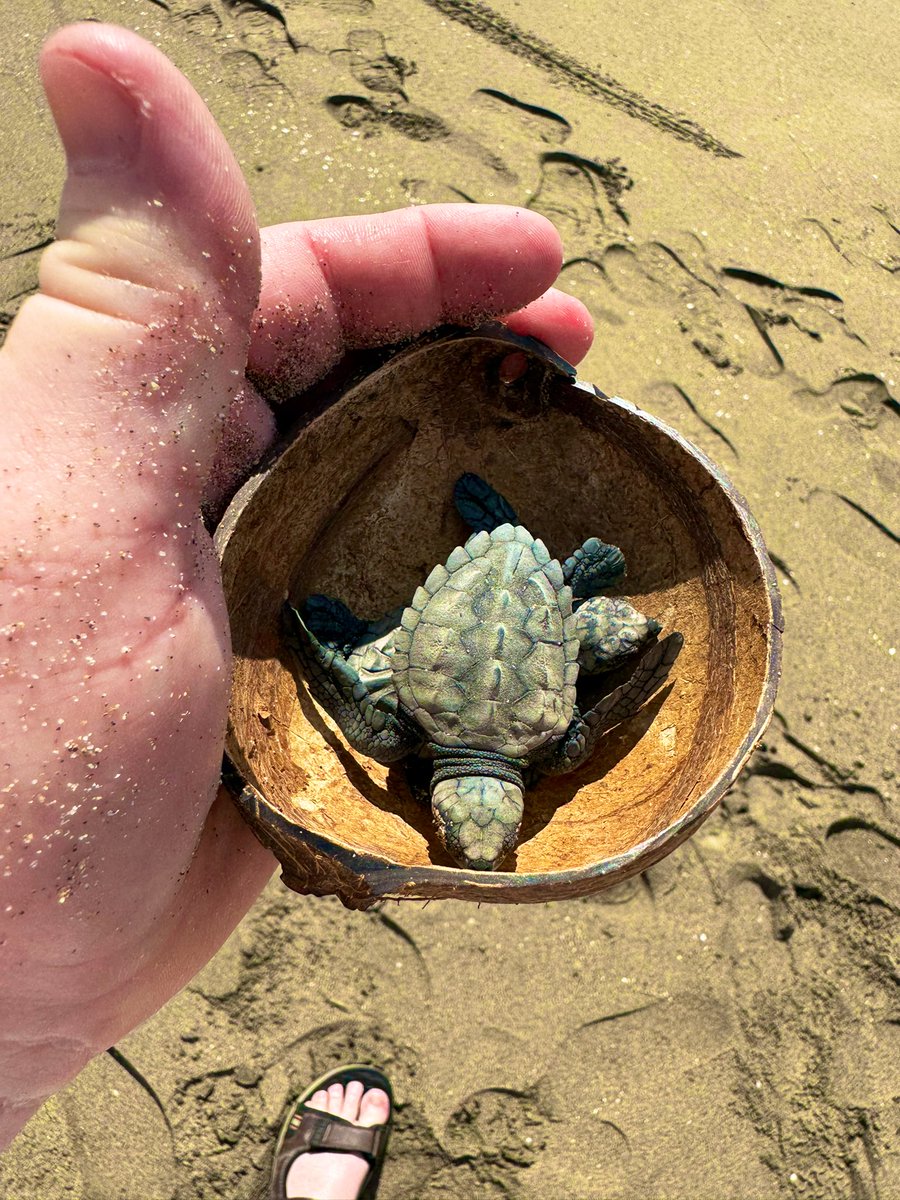 Mark McLean tweet media