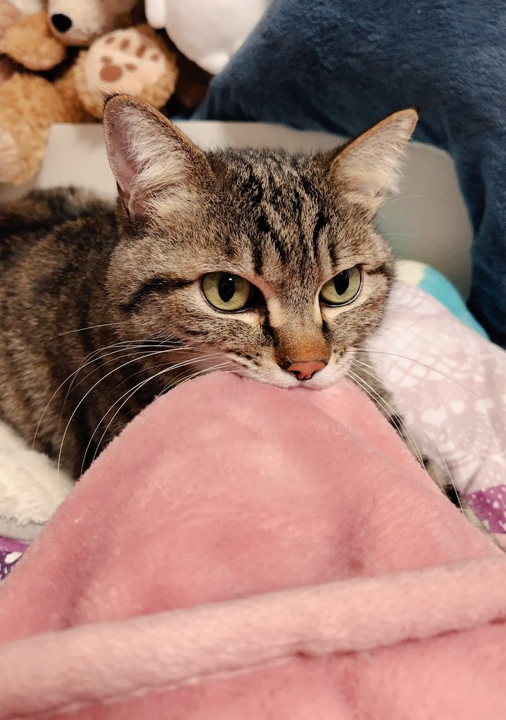 ゴロー🐾 (@cat_56chan) / Posts / X