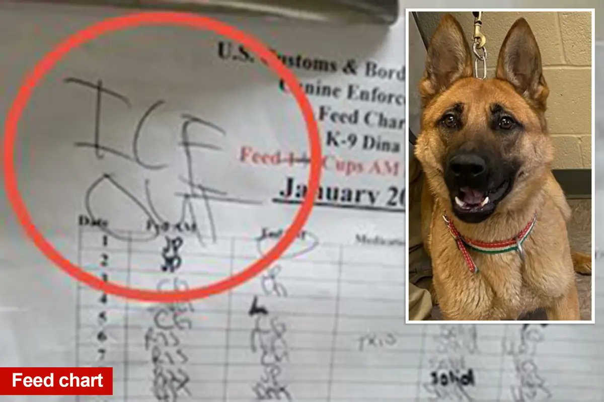 BorderAlertHQ's tweet image. JUST IN: Pro-ICE Backlash After Anti-Border Phrase Scrawled on CBP K-9 Chart
A Minneapolis kennel worker was caught scribbling “ICE OUT” on a Border Patrol K-9 feed chart — an alarming indicator of how anti-enforcement sentiment is clashing with law-abiding federal officers doing