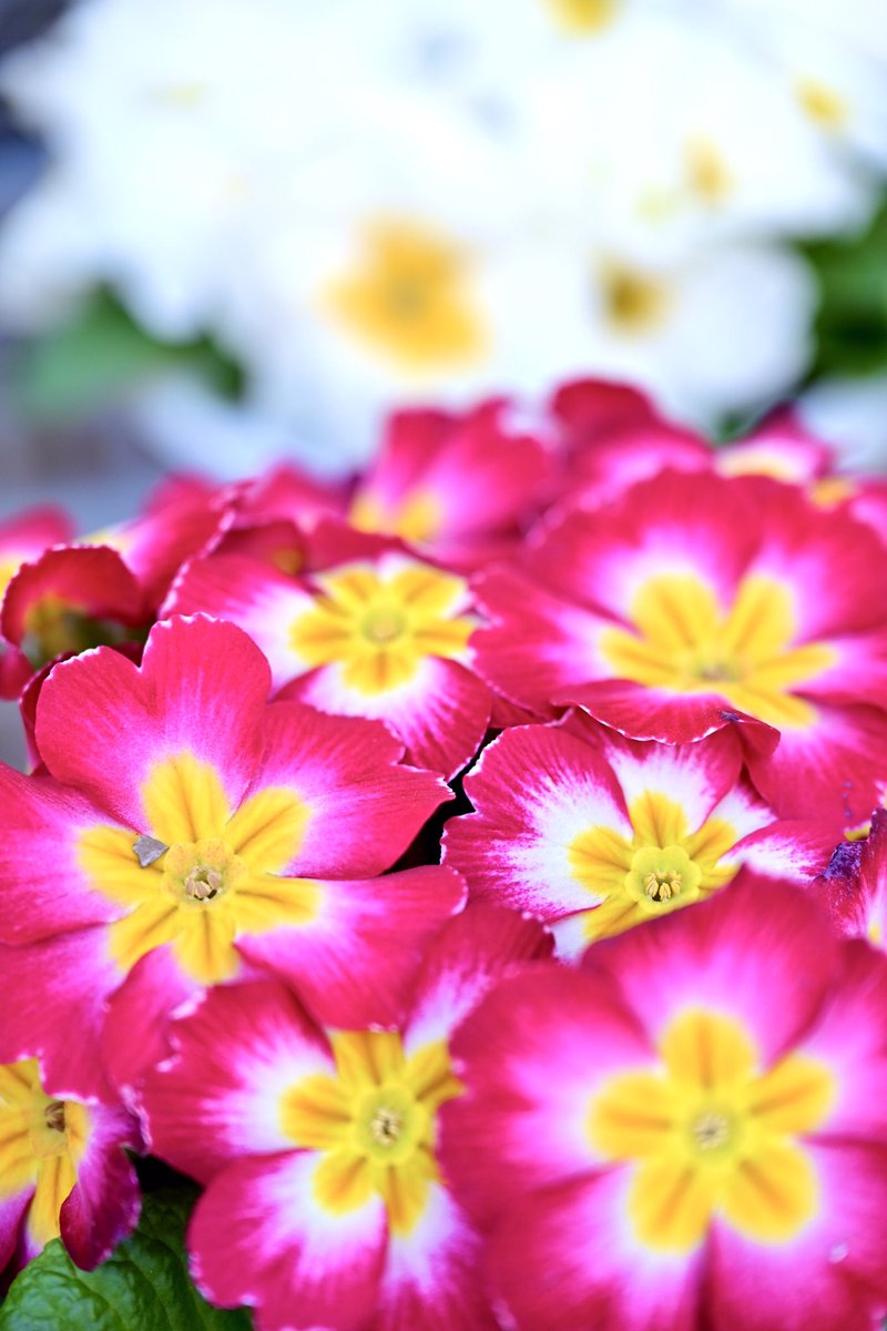 Flower Photo Club Community on X - 4.5K Members