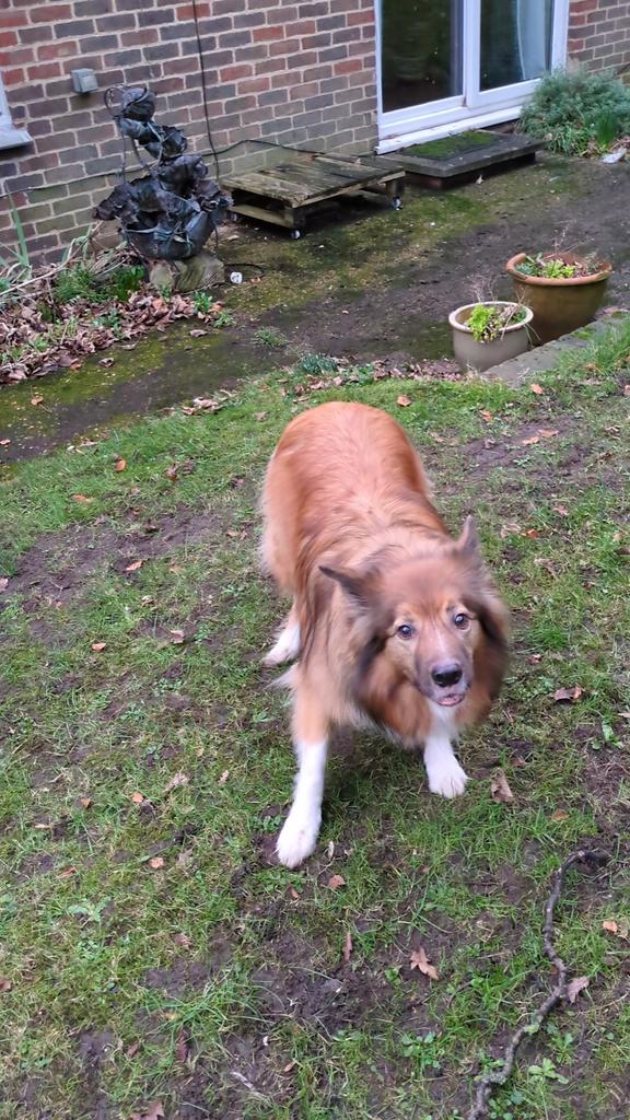CamasTheCollie's tweet image. Ready and waiting... 🐾🐾⭕🙂
#BorderCollie
#GardenGames
#Frisbee
#ThursdayFun