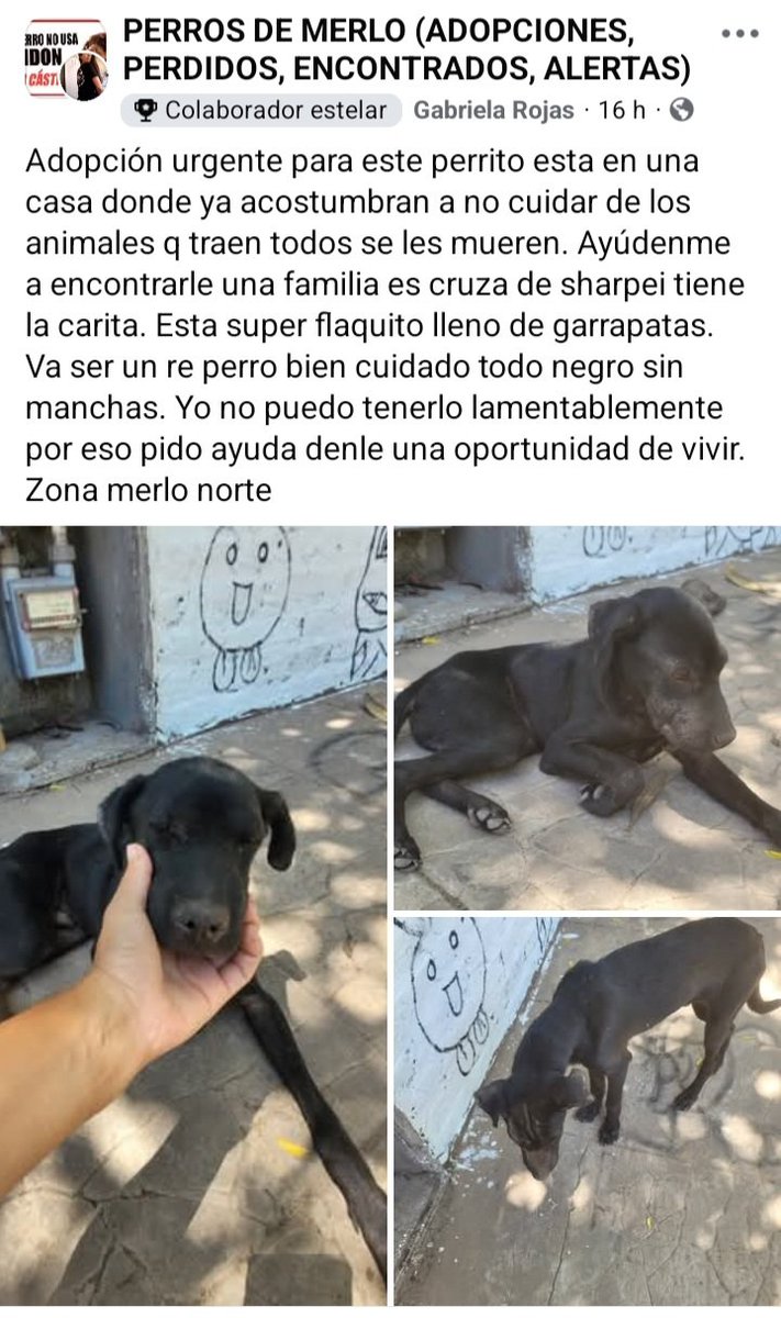 PerrosdeMerlo's tweet image. 