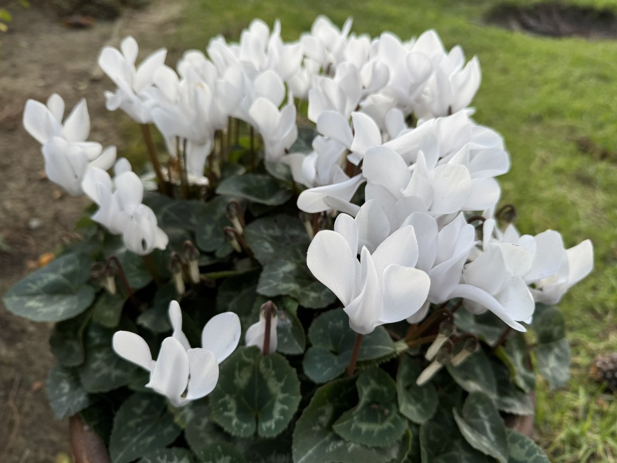 相性が良いのはこのシクラメンも。2度も3度も鉢を割られ、放ったらかし