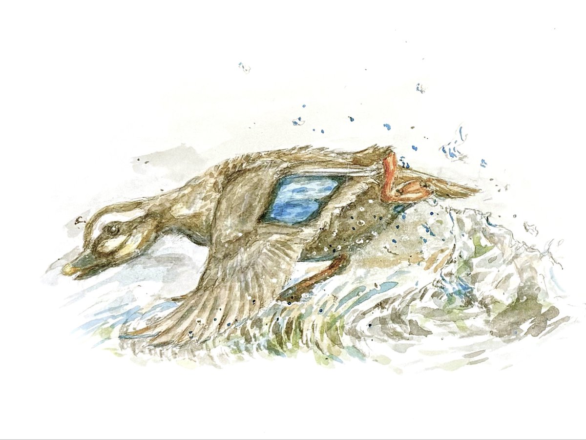 水上を走るカルガモさん🦆 透明水彩で描きました