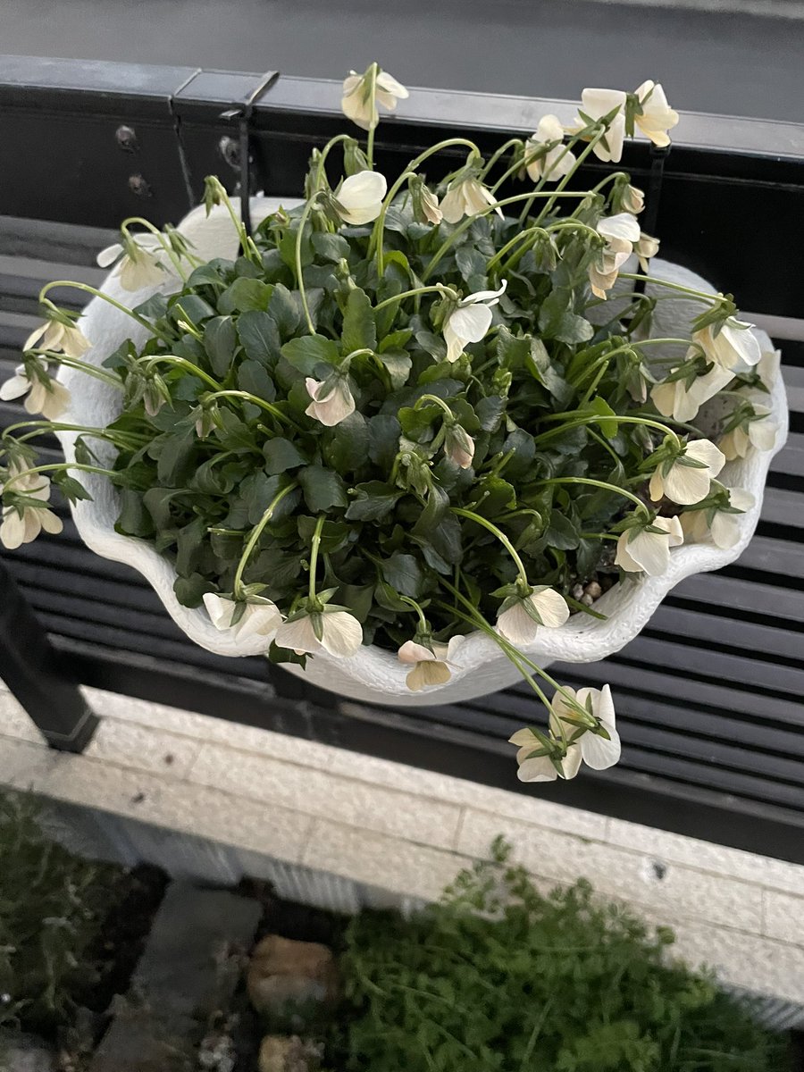 リピーター☘️ビオラ様30:30 ビオラ