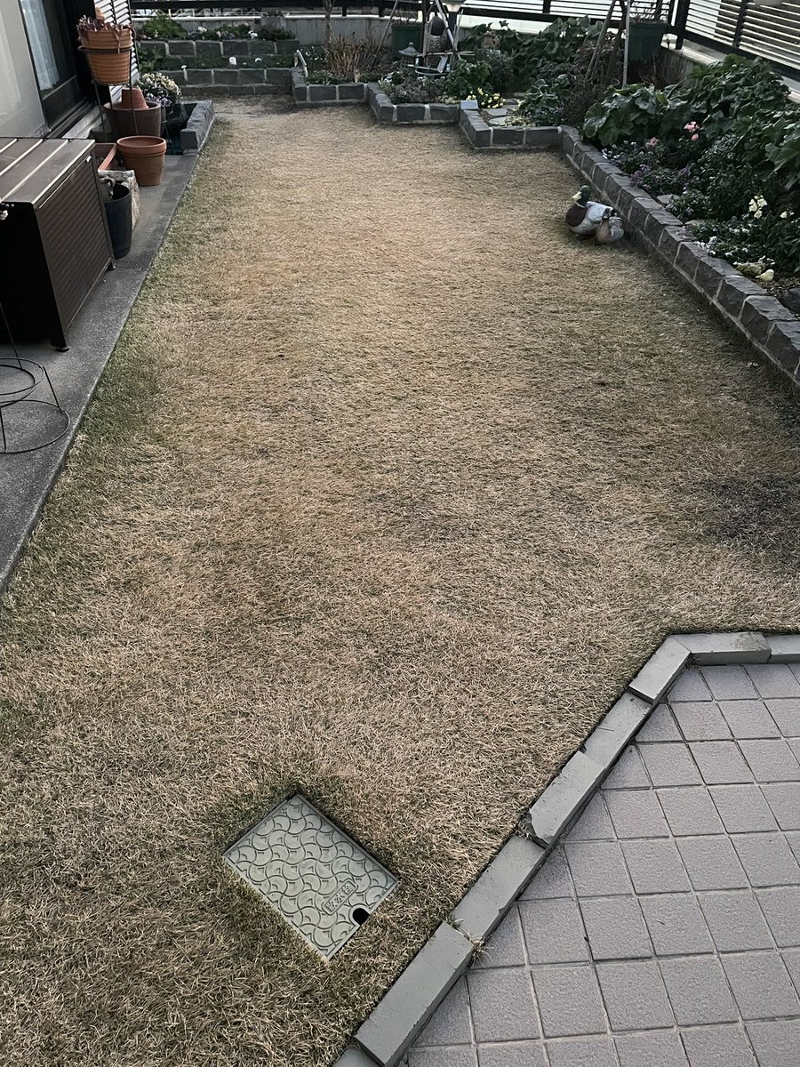 リピーター☘️ビオラ様30:30 ビオラ