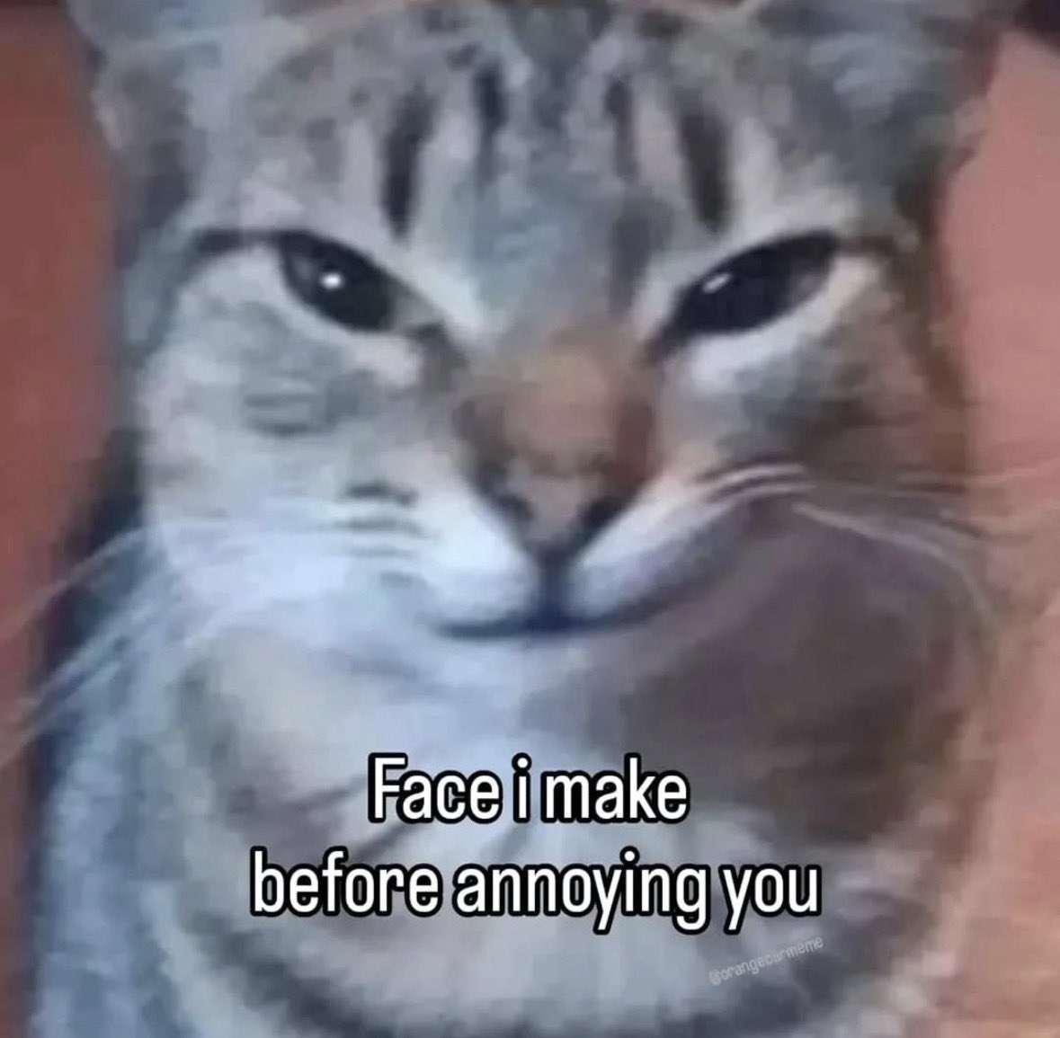 literallymecats's tweet image. 