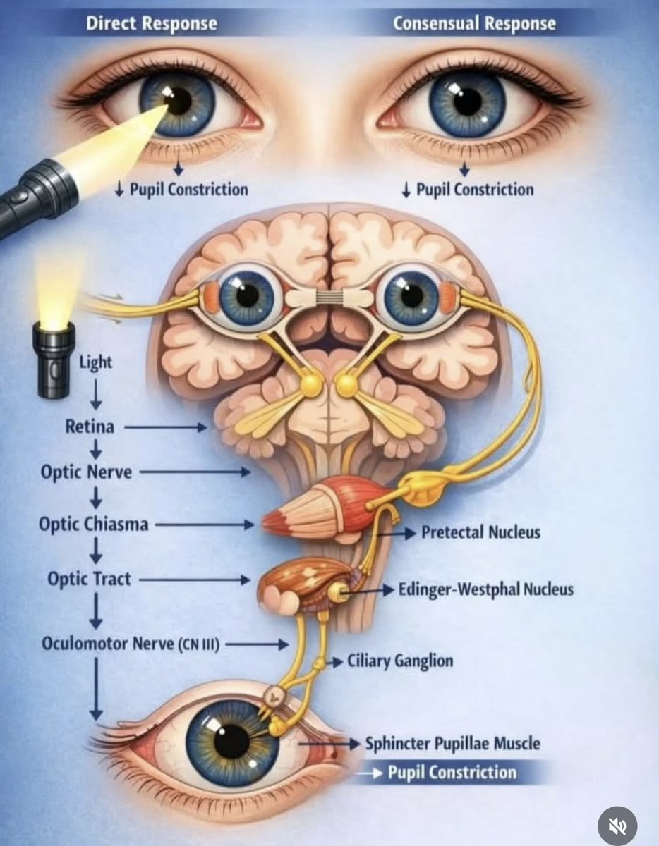 OGdukeneurosurg's tweet photo. What is it ! https://t.co/E6ykxayxyz