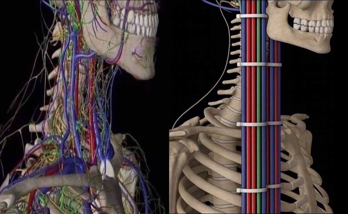 barbie_context's tweet image. sistema nervioso             sistema tranquilo