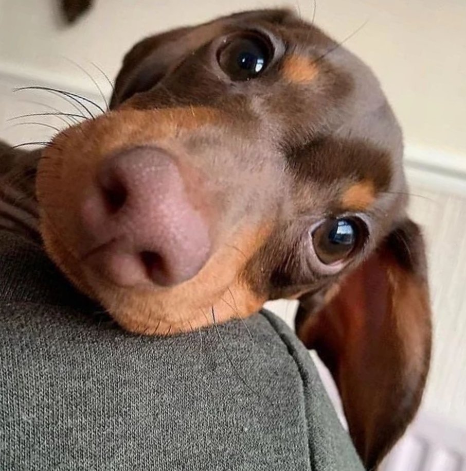 Octavio_01's tweet image. Abro debate:
Un perro le puede cambiar la vida para bien a una persona ?