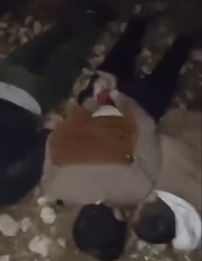 21 civilians, some with their hands tied behind their backs, suggesting they've been executed, have appeared in two separate videos that seem to have been filmed last night and today. Both videos are clearly of the same incident, as the victims’ clothing matches.

Reports