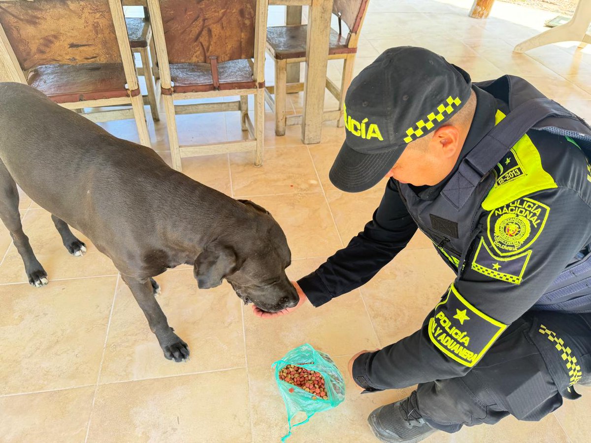 PoliciaAduanera's tweet image. Garantizar el cuidado y la protección de los animales también es nuestra labor 🐶💙. En #Valledupar alimentamos a los caninos en situación de calle, cuidando a estos peluditos que nos regalan ternura y amor 🥣🐾.