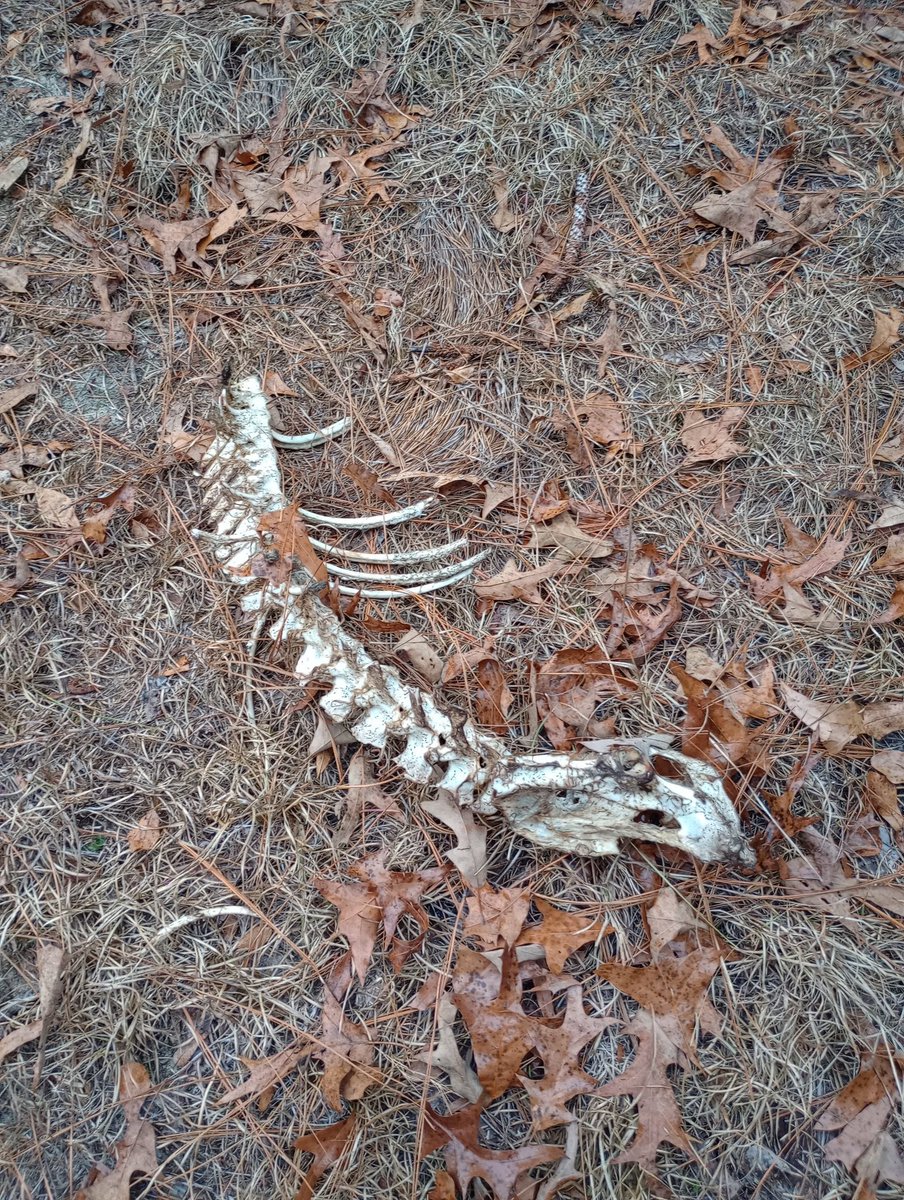 •Zed• tweet media