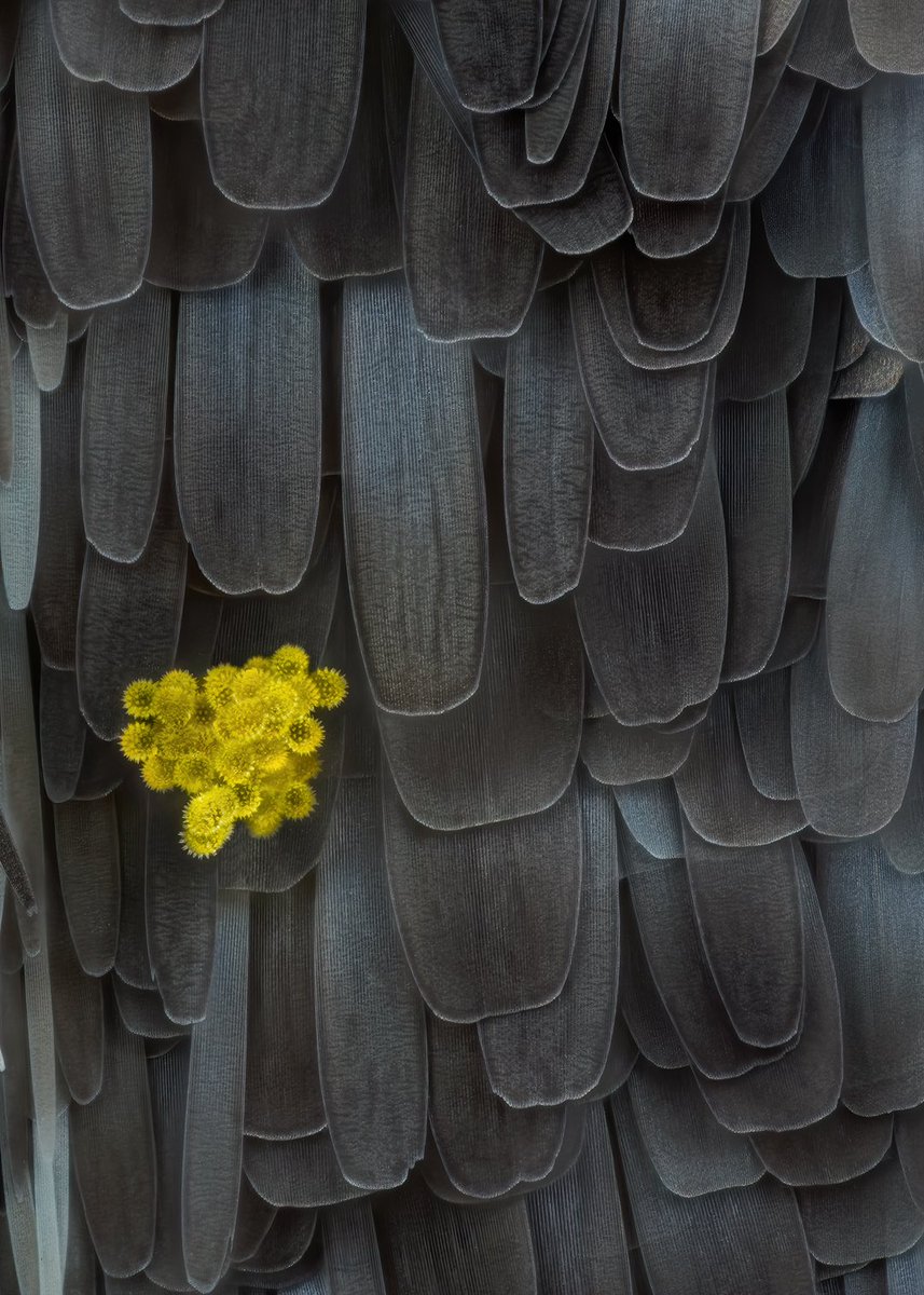 sagaOptics's tweet image. As you like the pollen shots so much, here is a bunch of sunflower pollen on some hummingbird hawk moths wingscales.