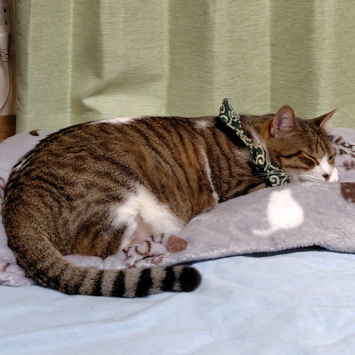 のぶりん のぶりん (@Nana7Poirot1) / Posts / X