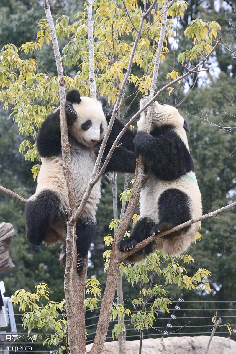 シャオシャオ レイレイ 2023.01.17 #上野動物園