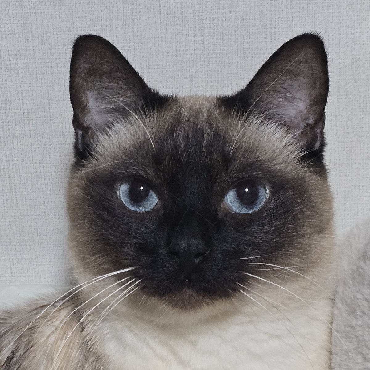 앵알이의 여름털                                 겨울털