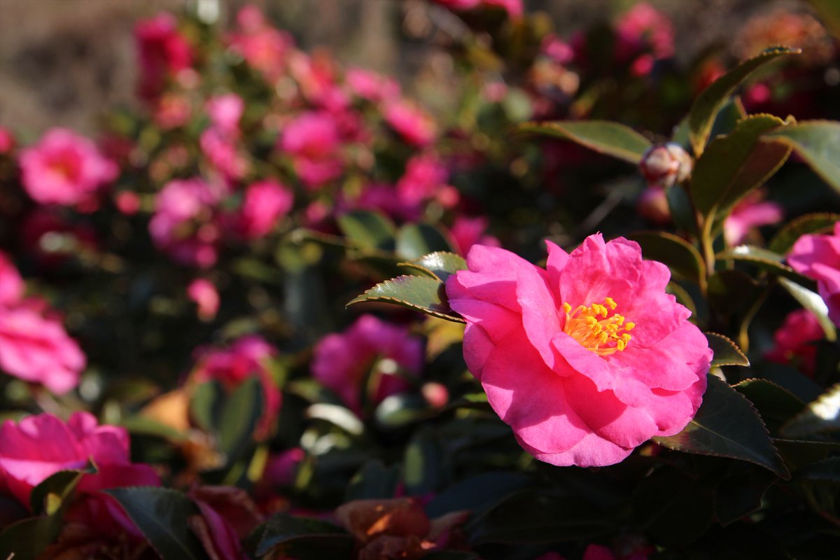 赤いサザンカ　花言葉：あなたがもっとも美しい

女性を口説く時に使えそうな･･･