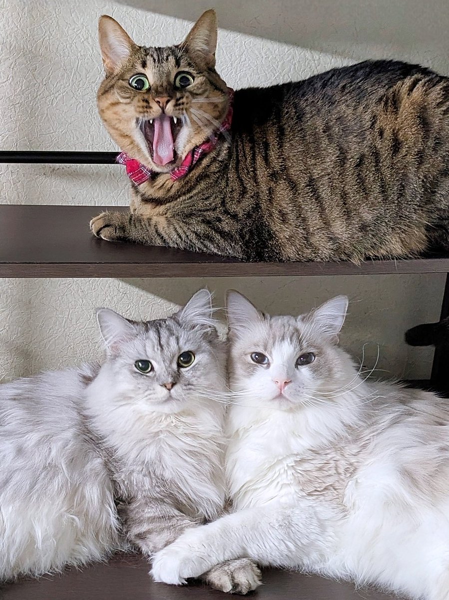 朝から温度差すごすぎて風邪ひいちゃう😹