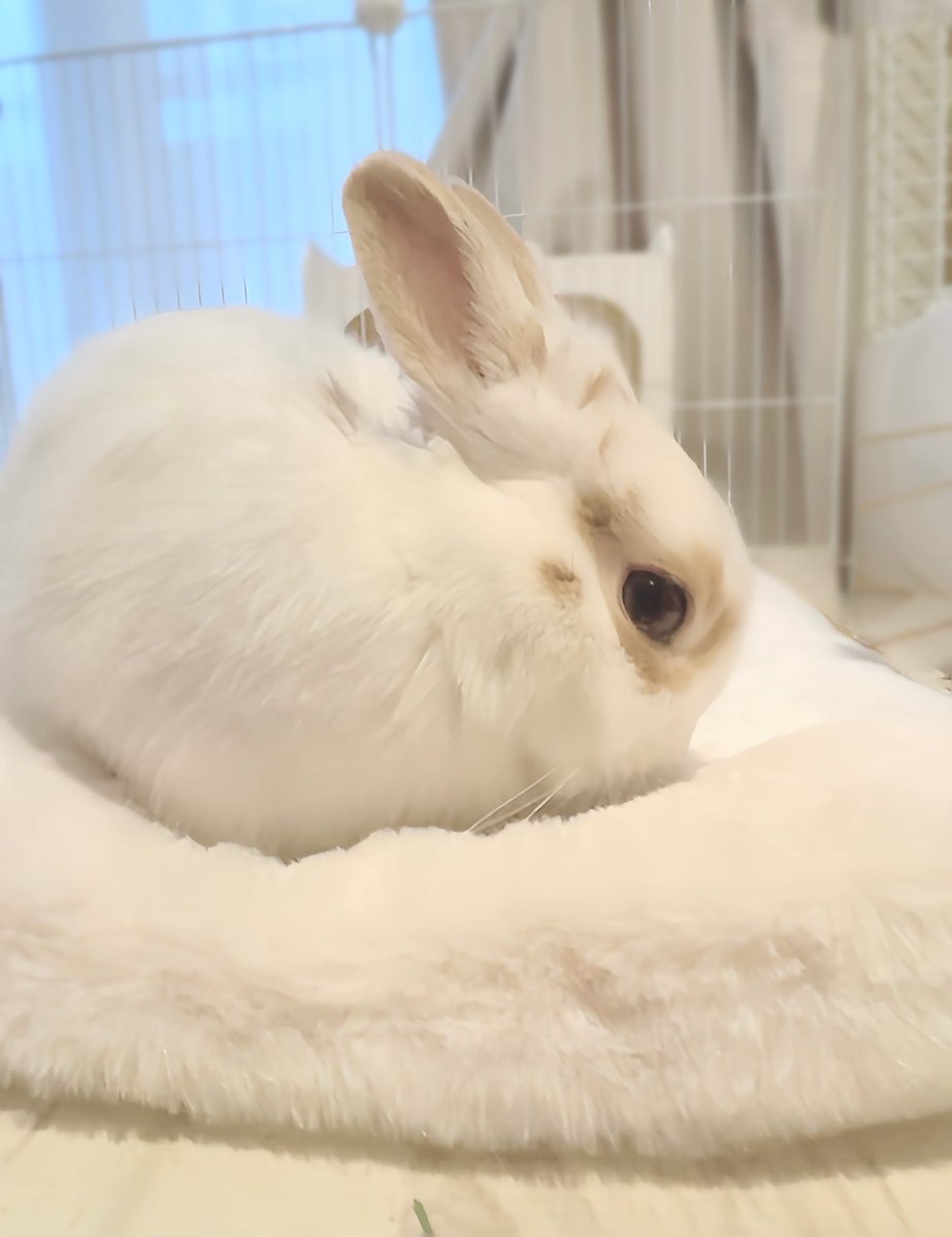 うさぎのとろろ (@tororo_bunny) / Posts / X