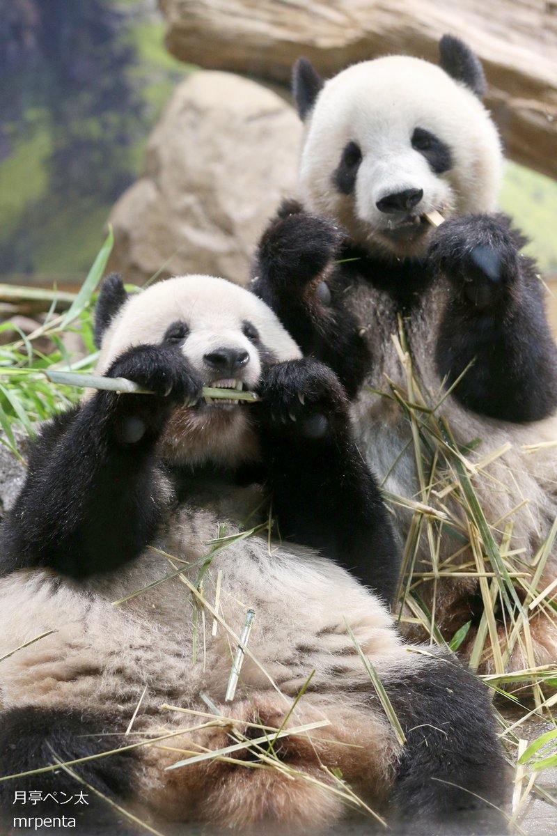 シャオシャオ レイレイ 2023.06.30 #上野動物園