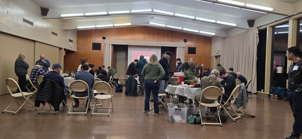 A few pictures of our #bonsai repotting party held during our club meeting earlier this month.
