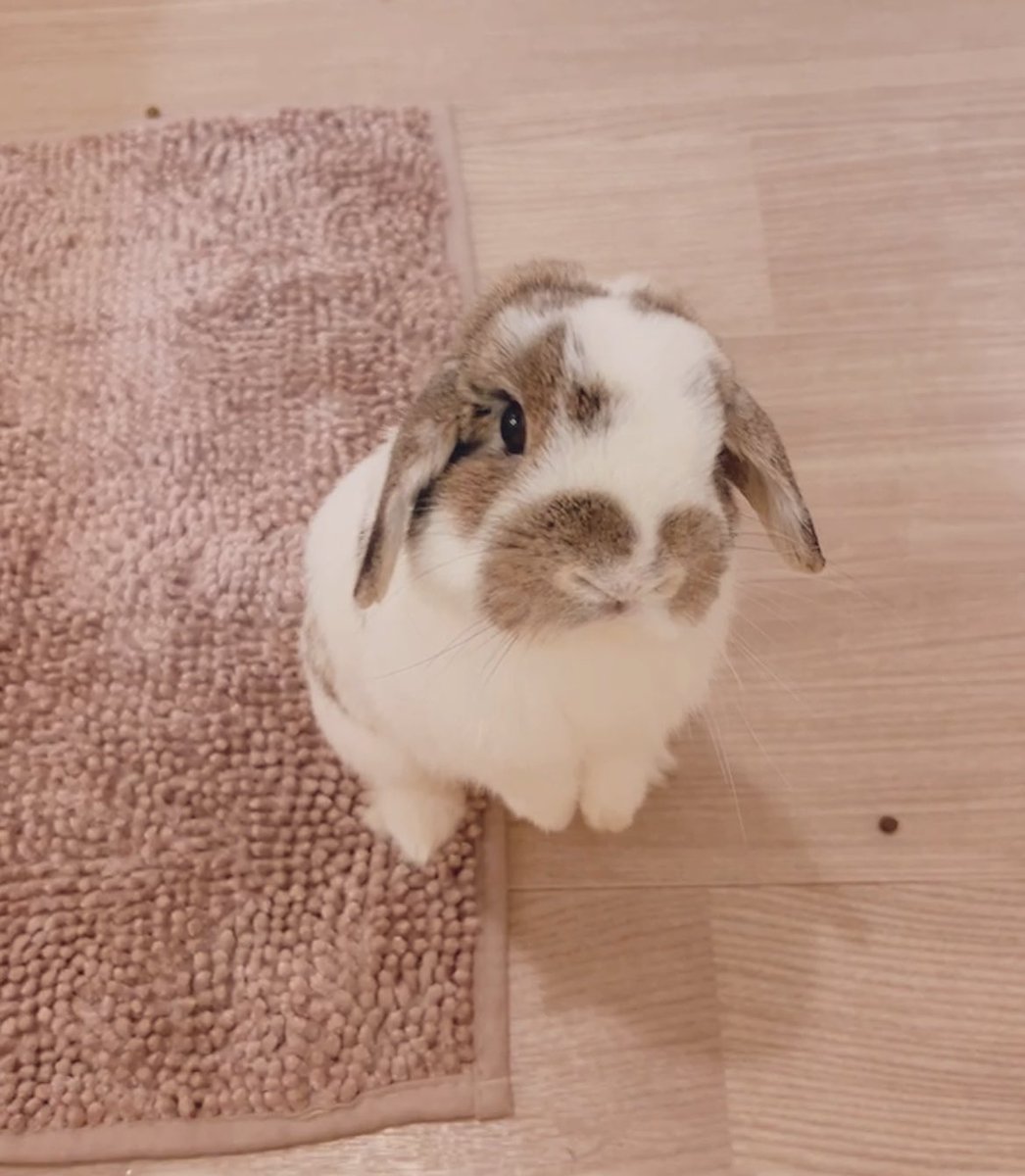 USAGINOUSAJI's tweet image. おはようさじ