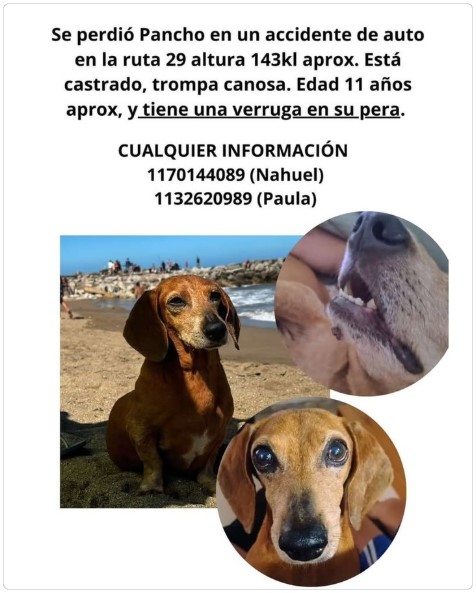 miradaenquilmes's tweet image. PEDIDO DE MÁXIMA DIFUSIÓN: Se perdió Pancho, de 11 años, en un accidente de auto en la ruta 29 ~ La Mirada de Quilmes Oeste lamiradadequilmesoeste.blogspot.com/2026/01/pedio-…