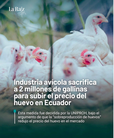 LA PERVERSA LÓGICA DEL CAPITALISMO
#Nacional | En una medida controvertida, la industria avícola ecuatoriana ha sacrificado a 2 millones de gallinas en las últimas semanas, con el objetivo de reducir la oferta y así forzar la subida del precio del huevo en el país.

La
