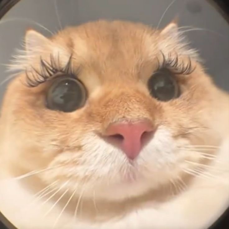 aster25699's tweet image. lash Clusters got me feeling like this