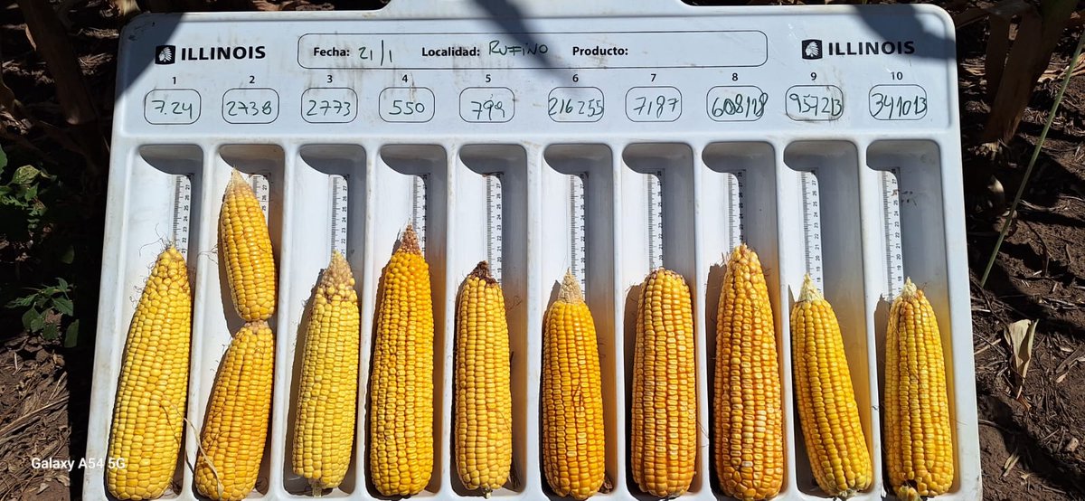 ingpele's tweet photo. #entrenamientoIllinois 🌽 
Seguimos entrenando al equipo por Rufino, América y F. Olavarría. Evaluando el portafolio, lo que viene y la respuesta de nuestros híbridos a la densidad y el nitrógeno! 🌽🚜 https://t.co/RboA5GvJKi