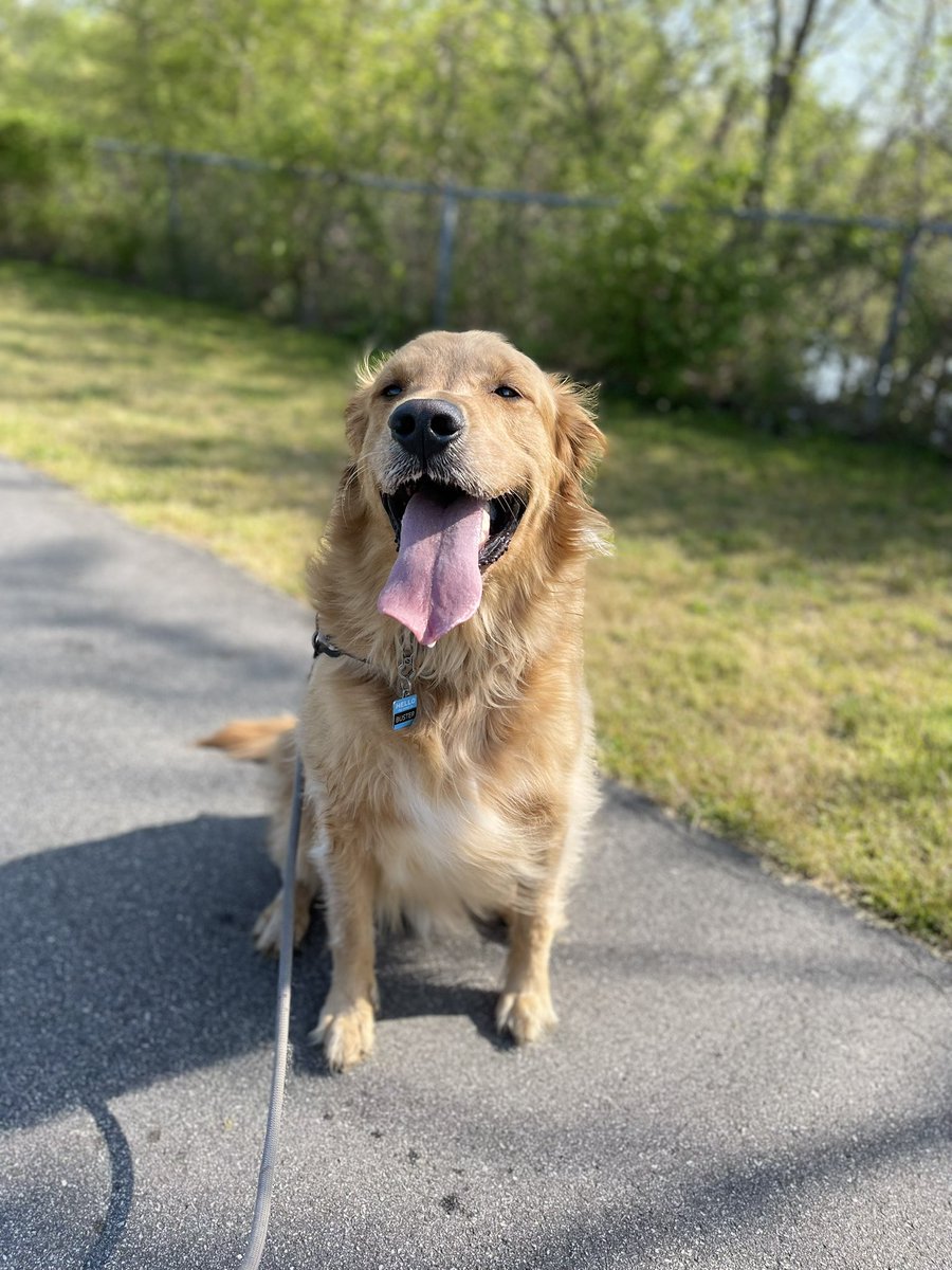 cloudyhed's tweet photo. I lost my best friend today
I will always love you baby boy and I miss you so fucking much, you were the best doggie ever and I feel so empty now. Thank you for being Buster 💛💛💛 I will never forget your beautiful face my sweet mans https://t.co/Gn2Iteq0G1