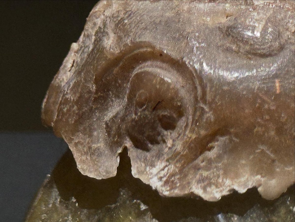 Lipsanoteca per a la consagració d’un altar de Sant Pere de Casserres. La cera mostra l’empremta de l’anell del comte Bernat Tallaferro (†1020). L’ampolla de vidre és cordovesa, califal (s. X), i l’anell tenia un camafeu romà reaprofitat.

Una de les mil meravelles del <a href="/mevmuseu/">MEV, Museu d'Art Medieval</a>