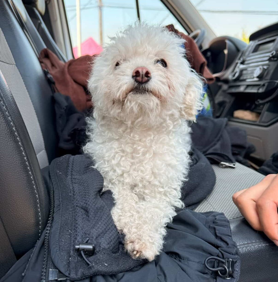 Este perrito fue encontrado en Lirquén. Lo están resguardando a la espera de encontrar a sus tutores. Si lo reconoces, comunícate al +56983815737. Favor RT por si su familia lo está buscando!
#Lirquén