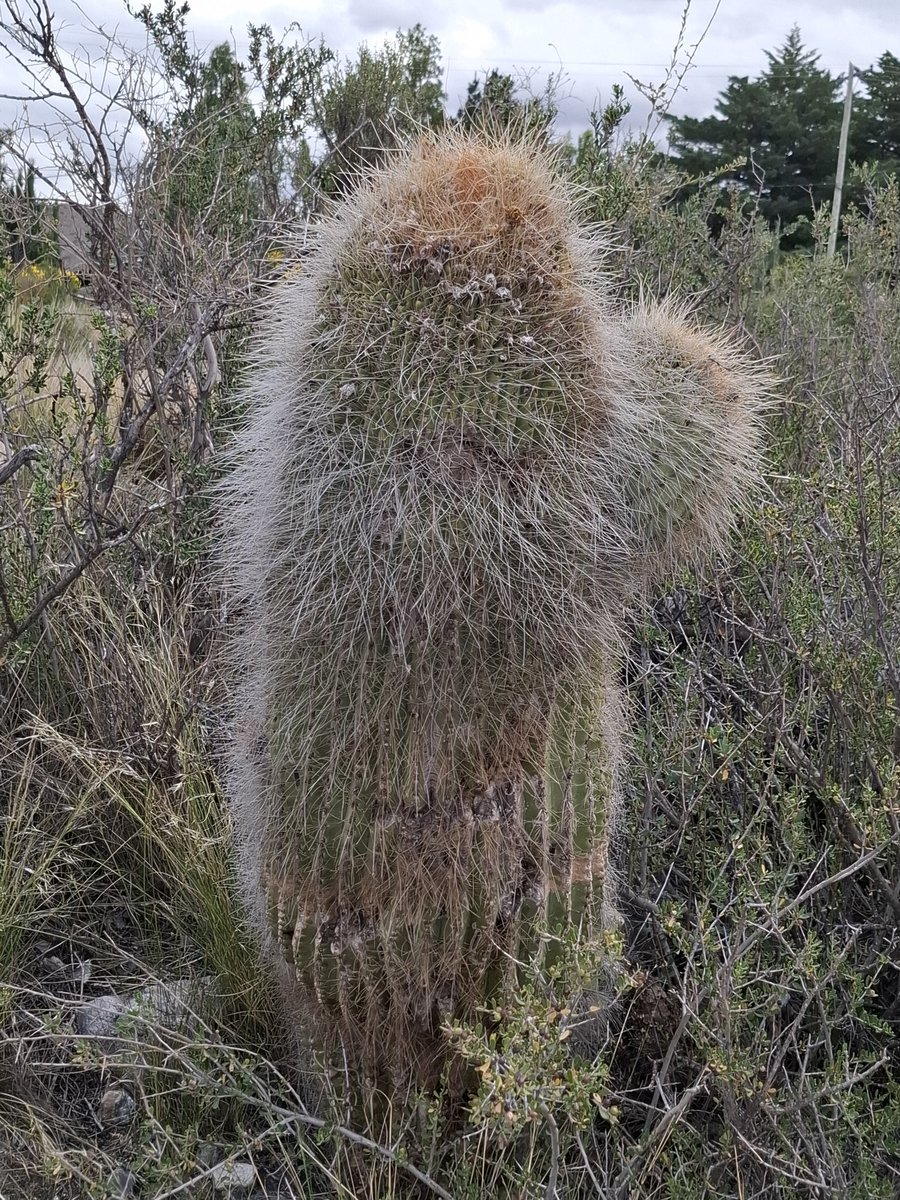 T_Agu1lar's tweet photo. #Taxojueves de #cactaceae
Esta es Lobivia formosa, le suelen decir Pasakana también. Es un endemismo Argentino-Chileno. Acá se distribuye en las provincias de Catamarca, La Rioja, Mendoza y San Juan. Este ejemplar media 1,70 m aprox. (En el Salto, Mendoza) https://t.co/IvhdFR7gNZ